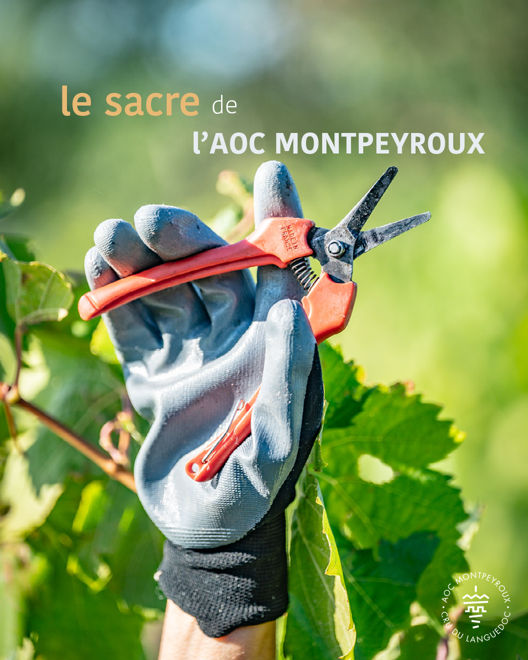 aoc-montpeyroux-naissance-03